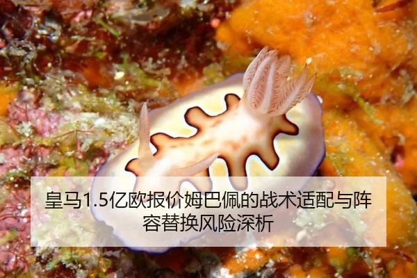huang-ma-yi-ou-bao-jia-mu-ba-pei-de-zhan-shu-shi-pei-yu-zhen-rong-ti-huan-feng-xian-shen-xi-3-696.jpg